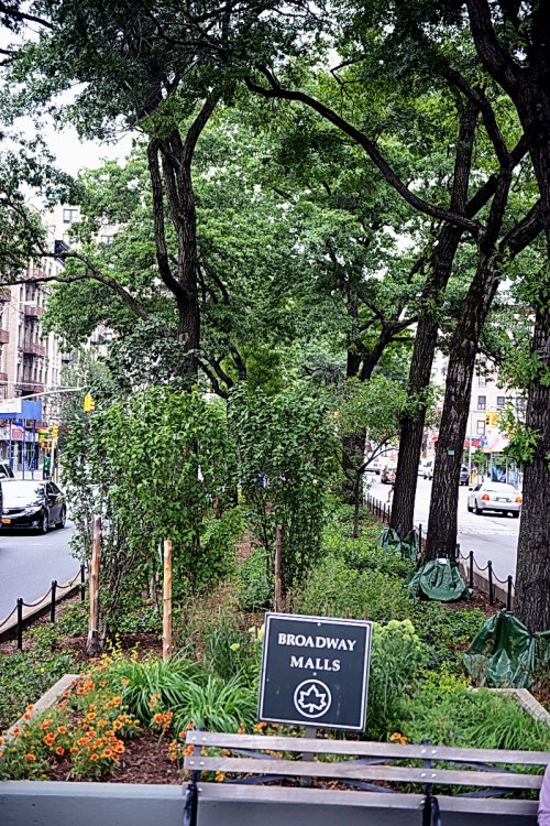 DSC_0037 Broadway Mall Ribbon Cutting 7 25 13  mp_resize